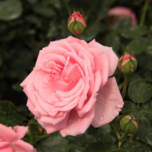 Vendita, rose rose climber - rosa - Rosa Coral Dawn - rosa intensamente profumata - Eugene S. Boerner - Ideale per decorare i pergolati, I fiori hanno colori vivaci e sono molto duraturi.
